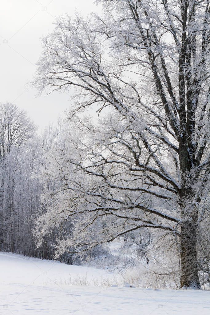 Snowy landscape at winter season