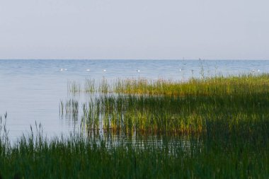 Uzun çimenli nehir kıyısı