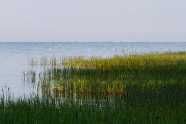 Uzun çimenli nehir kıyısı