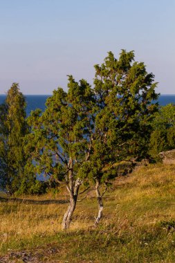 Güneşli günde güzel manzara