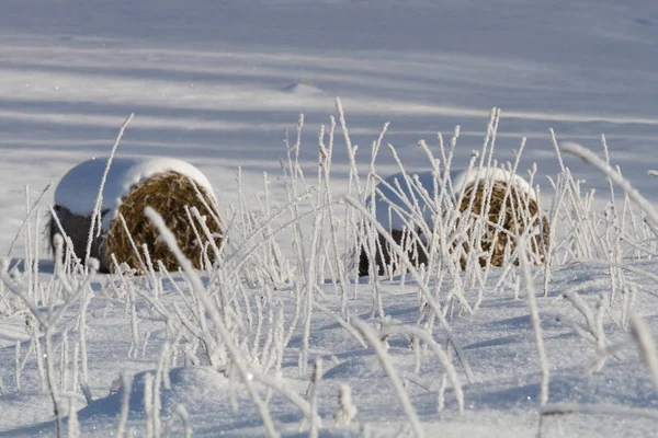 Paysage Hivernal Enneigé Avec Balles Foin — Photo