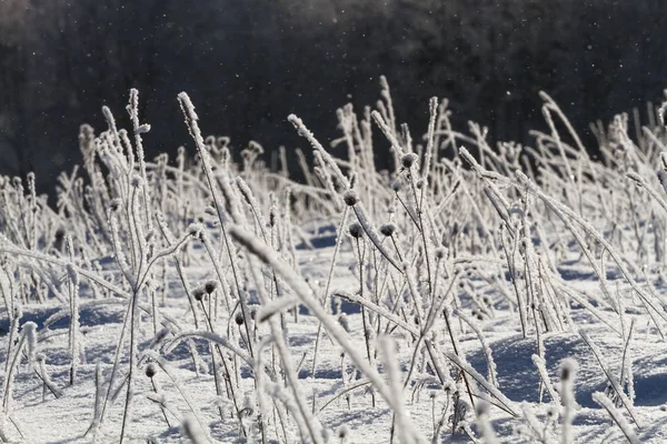 Красивий Сніговий Пейзаж Зимовий Сезон — стокове фото