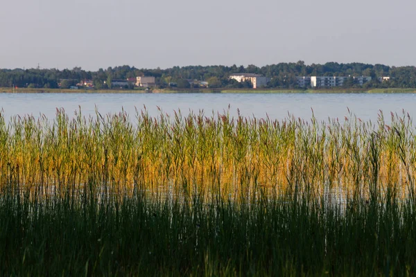 Flodkust Med Högt Gräs — Stockfoto