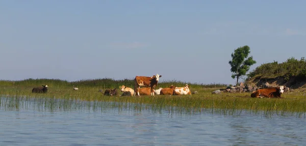Cows Grazing River Coast — Stock Photo, Image
