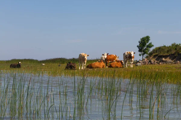 Kühe Grasen Der Flussküste — Stockfoto