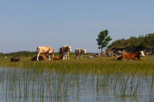 Kühe Grasen Der Flussküste — Stockfoto