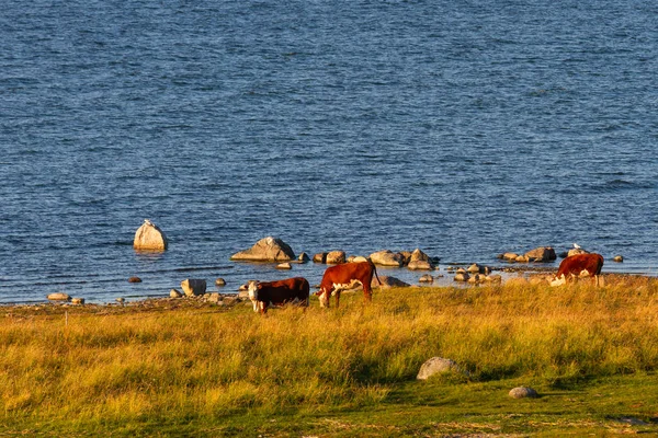 Kühe Grasen Der Küste — Stockfoto