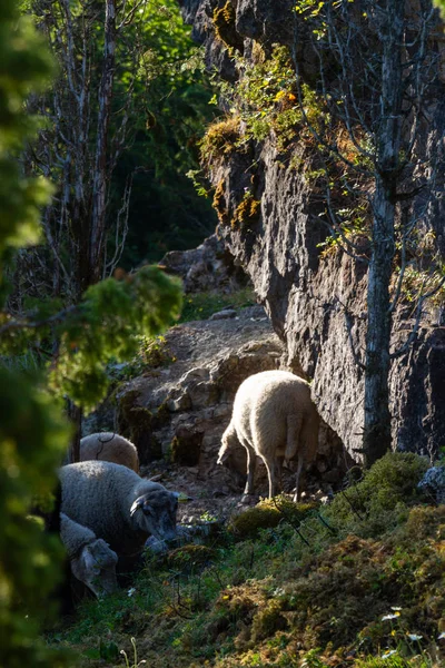 Schafgruppe Weidet Den Bergen — Stockfoto