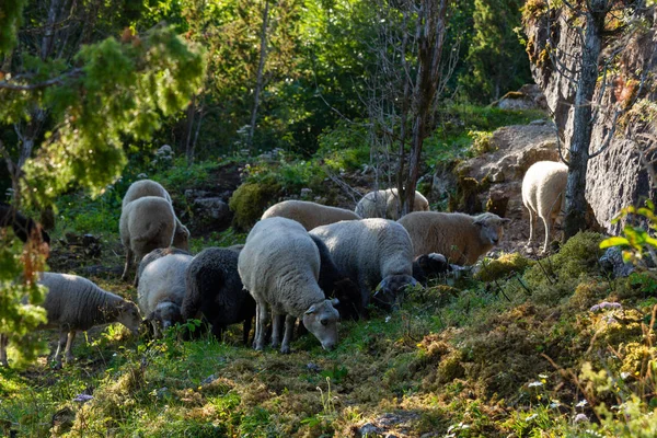 Schafgruppe Weidet Den Bergen — Stockfoto