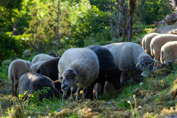 Schafgruppe Weidet Den Bergen — Stockfoto