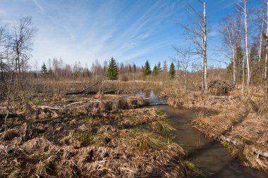Nehir ve kışın orman manzarası
