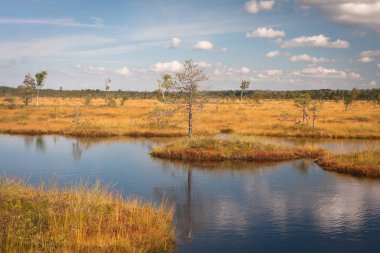 Kıyısı olan güzel bir nehir manzarası