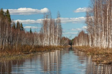 Nehir ve kışın orman manzarası