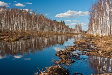 Nehir ve kışın orman manzarası