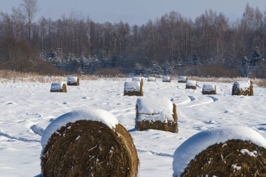 Kışın karlı saman küpleri