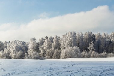 Kış orman kalın tabaka kar ve bulutlu mavi gökyüzü ile