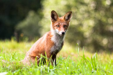 Güneşli ormanda kızıl tilki