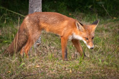 Ormanda kızıl tilki