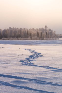 Kar ve ağaçlarla kaplı kış manzarası