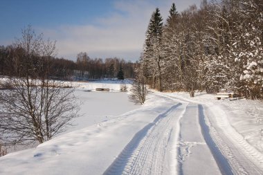 Kış mevsiminde karlı orman