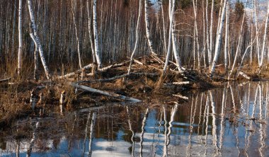 Nehir ve kışın orman manzarası
