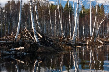 Nehir ve kışın orman manzarası