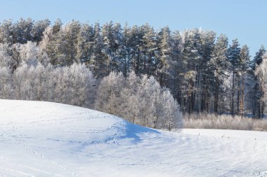 Kışın ormanın kenarında