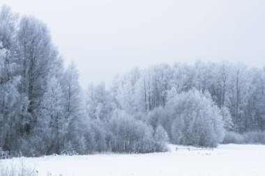 Karla kaplı ağaçlarla kaplı kış manzarası