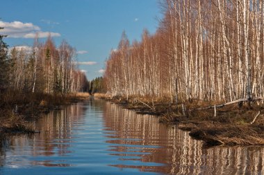Nehir ve kışın orman manzarası