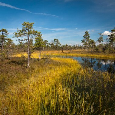 Kıyısı olan güzel bir nehir manzarası