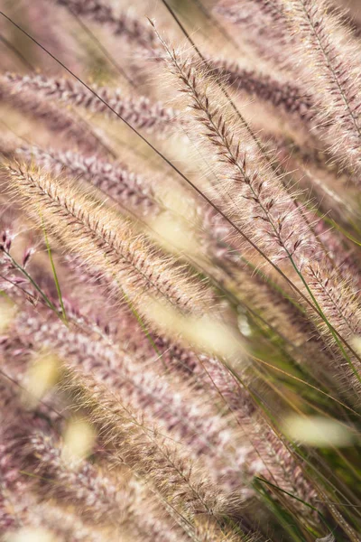Färgglada Gräs Fält Närbild — Stockfoto