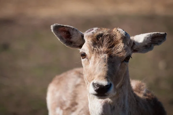 白日草场上的野鹿 — 图库照片