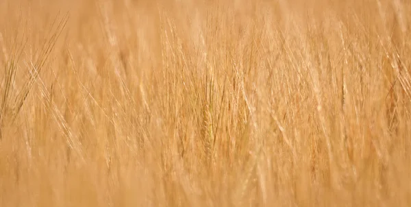 Campo Trigo Cerca — Foto de Stock