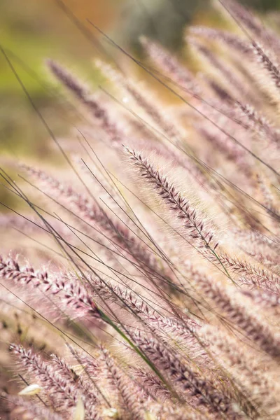 Buntes Gras Feld Aus Nächster Nähe — Stockfoto