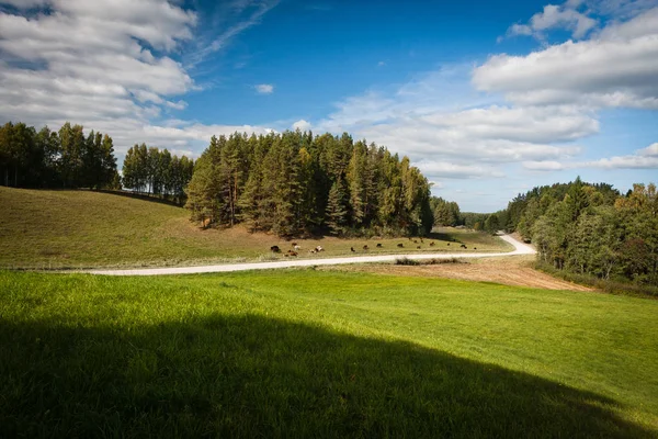 Ağaçlı Meadow Hill Manzarası — Stok fotoğraf