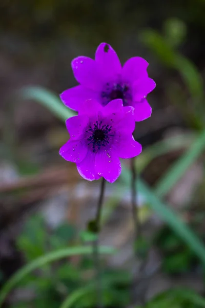 Rózsaszín Páva Anemone Anemone Pavonina — Stock Fotó