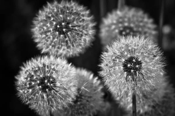 Vit Maskros Blommor Mörk Bakgrund — Stockfoto