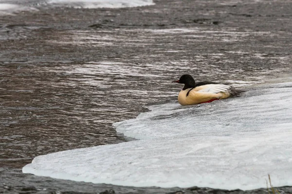 Kış Nehrinde Buzdaki Kuş — Stok fotoğraf