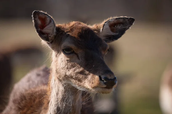 Wild Deer Face Close — Stock Photo, Image