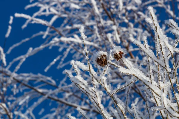 Neve Coberta Com Geada Inverno — Fotografia de Stock
