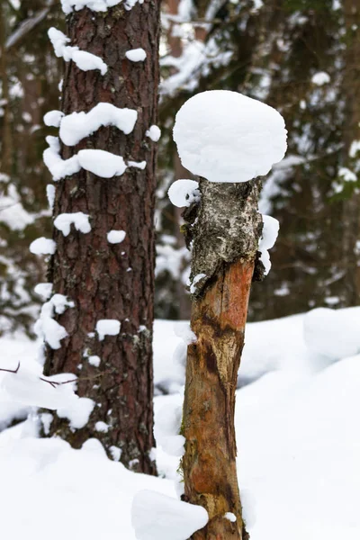 Árvores Com Neve Floresta Inverno — Fotografia de Stock