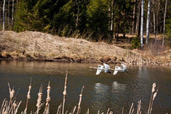 Storks flying over river