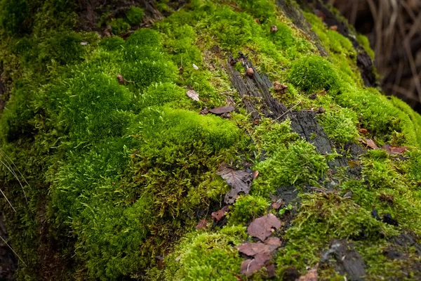 Zelený Mech Kmen Stromu — Stock fotografie