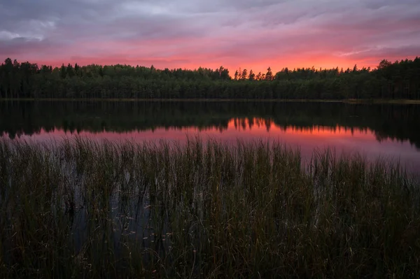 Prachtig Landschap Van Rivier Bos Bij Zonsondergang — Stockfoto