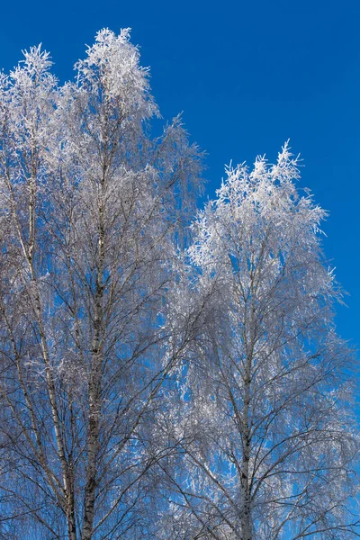 Sneeuw Vorst Bedekt Boom Takken Blauwe Hemel — Stockfoto