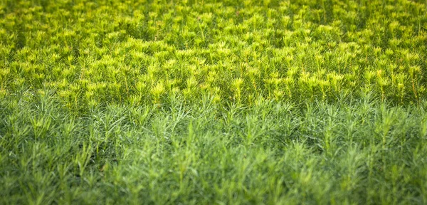 Plántulas Verdes Árboles Invernadero —  Fotos de Stock