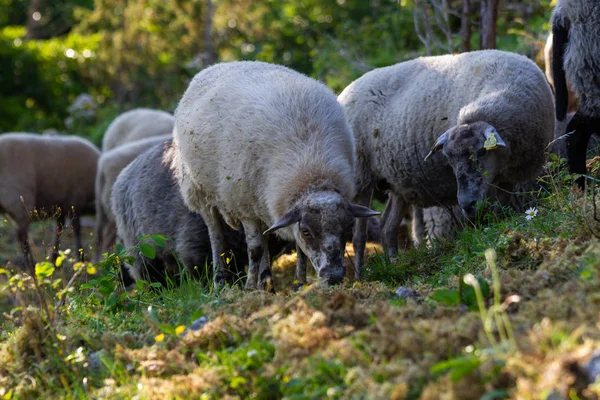 Schafe Weiden Felsigen Bergen — Stockfoto