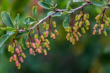açık havada ağaç üzerinde güzel bahar yaprak