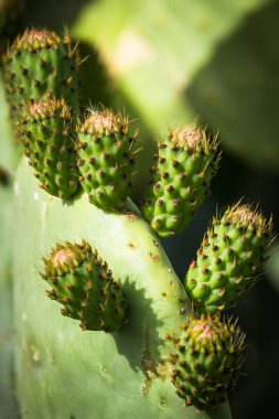 Yeşil kaktüs bitkisi.