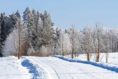 Çam ormanı içinde kayak parça kar